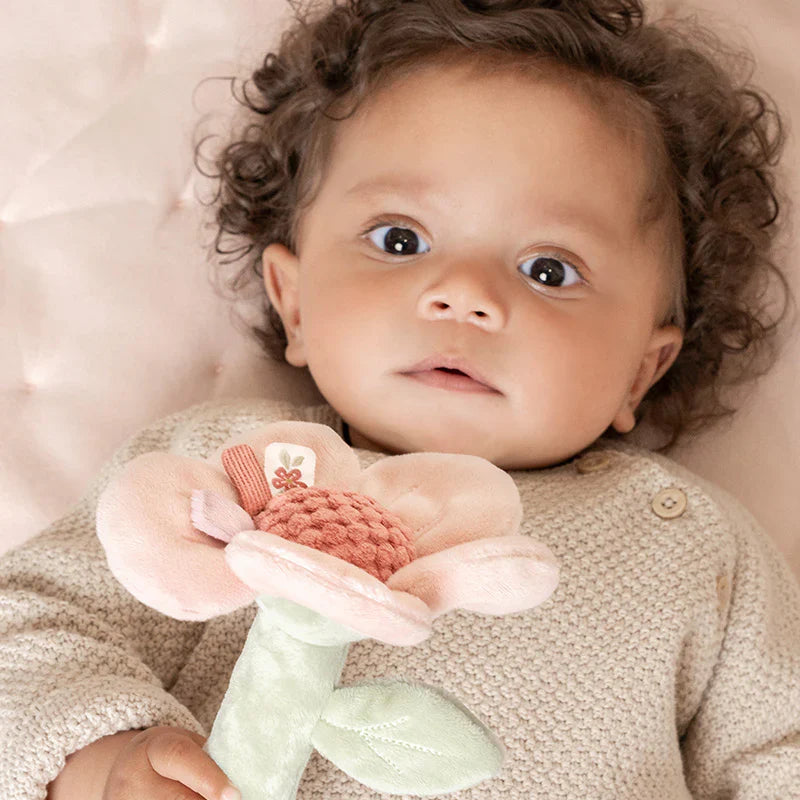 Little Dutch Rattle Flower